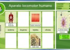 El aparato locomotor humano | Recurso educativo 35643