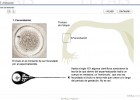 Formación del embrión | Recurso educativo 43373