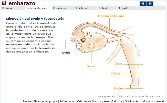 El embarazo | Recurso educativo 43387