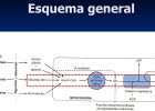 Cadena respiratoria | Recurso educativo 47281