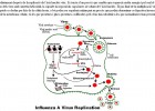 Cicle vital dels virus | Recurso educativo 47677