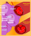 Respiratory system | Recurso educativo 52761