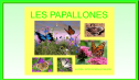 Les papallones | Recurso educativo 54352