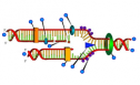 DNA replication | Recurso educativo 60371