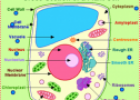 Plant cell organelles | Recurso educativo 61481