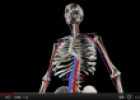 Video: Circulatory system | Recurso educativo 73736