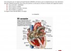 El Corazón | Recurso educativo 94765