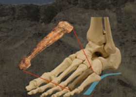 Los Australopithecus afarensis como Lucy caminaban erguidos hace 3,2 millones | Recurso educativo 100125