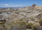 Vegetación esteparia del Desierto de Tabernas (Almería) | Recurso educativo 730923