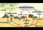 EL CICLO DEL NITRÓGENO | Recurso educativo 742663