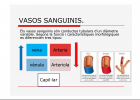 Els vasos sanguinis | Recurso educativo 762685