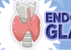 Quiz: Endocrine System | Recurso educativo 734395