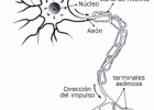 Sistema Nerviós | Recurso educativo 772774
