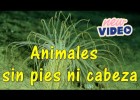 Animales sin pies ni cabeza | Recurso educativo 785007